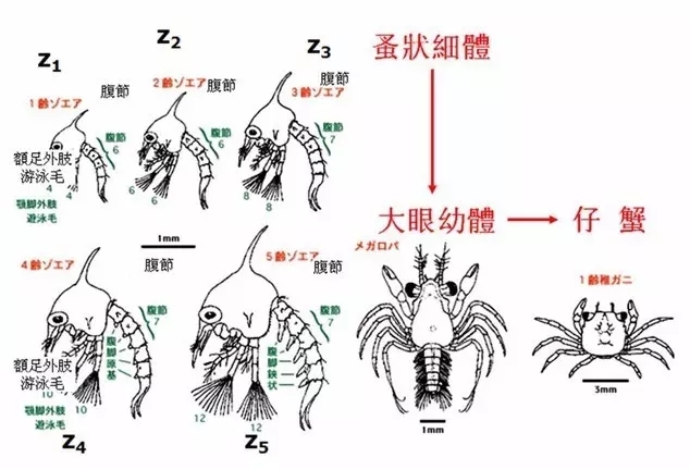 螃蟹幼虫成长图片大全图片