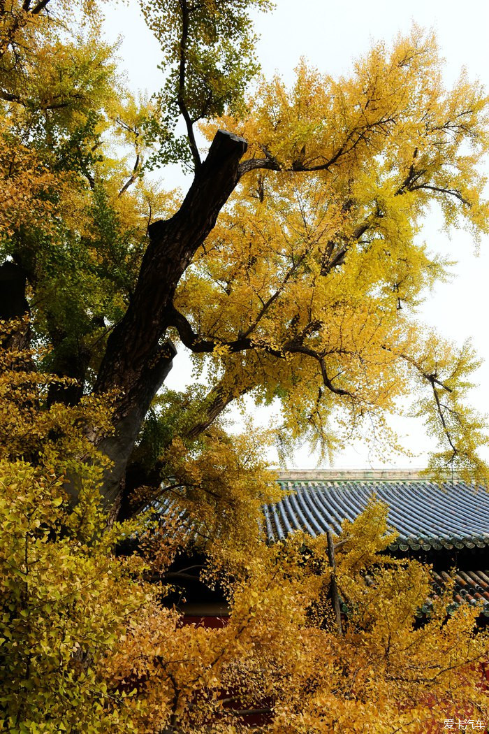 山深境幽 古树禅心-观北京大觉寺千年银杏