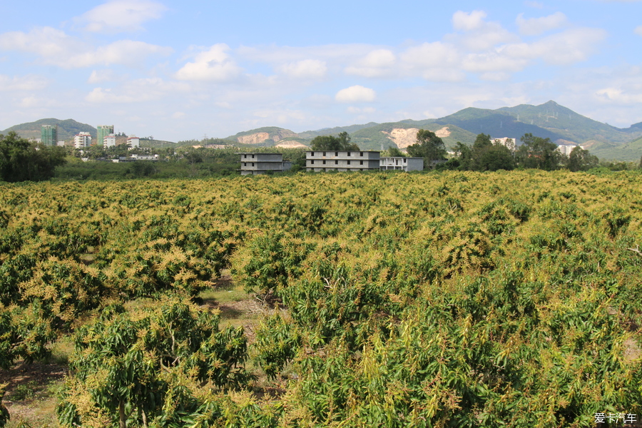 > 三亞芒果佬的三亞芒果園