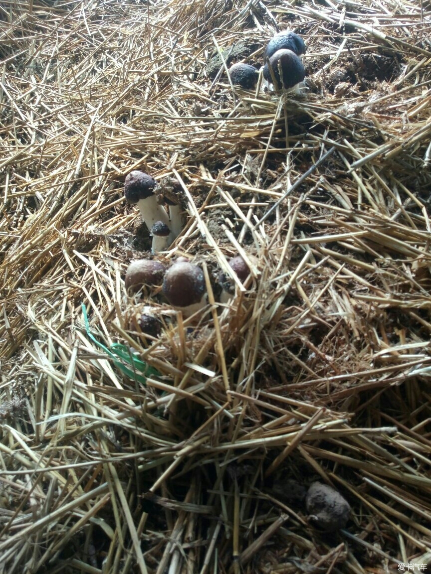 > 我種地技術突破之人工種植松茸獲得成功