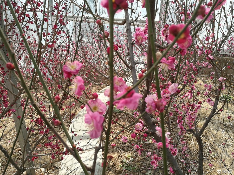 猶有花枝俏鷲峰山下梅花豔