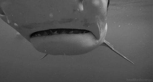 鲨鱼gif图图片
