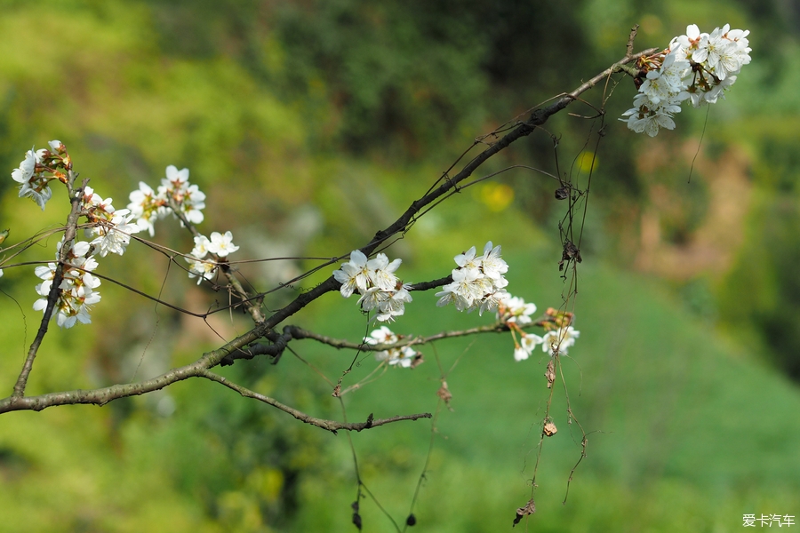 赏花季樱桃花蒲江光明乡金花村