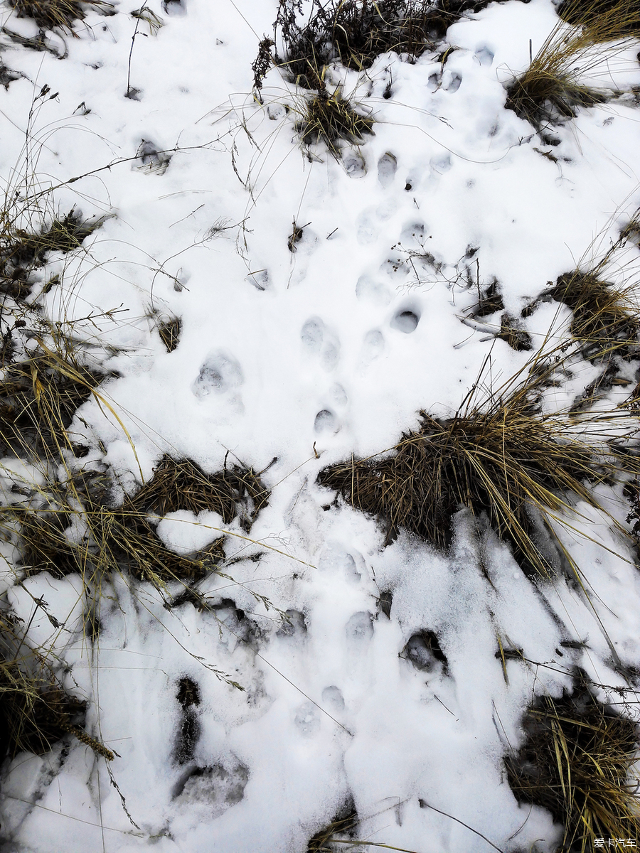 小动物在雪地上的脚印图片