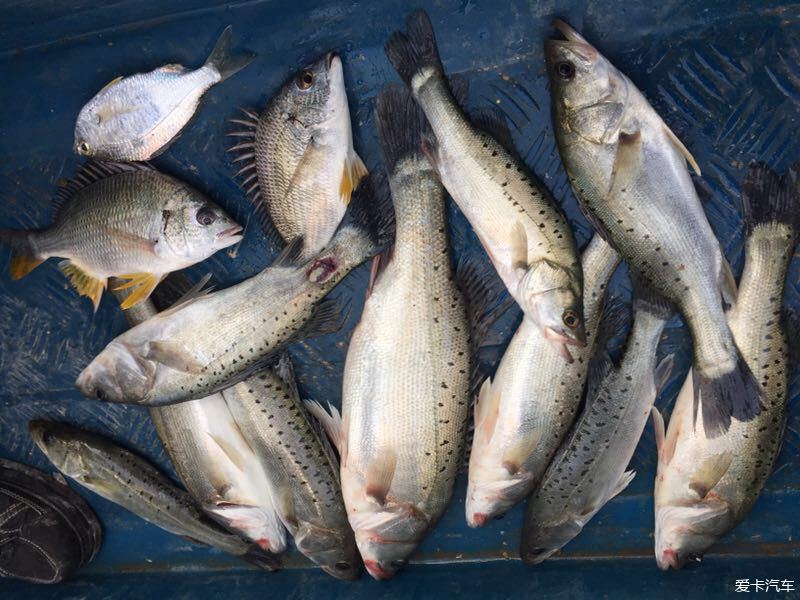 磯釣大溼成長日記920170301石化釣鱸魚