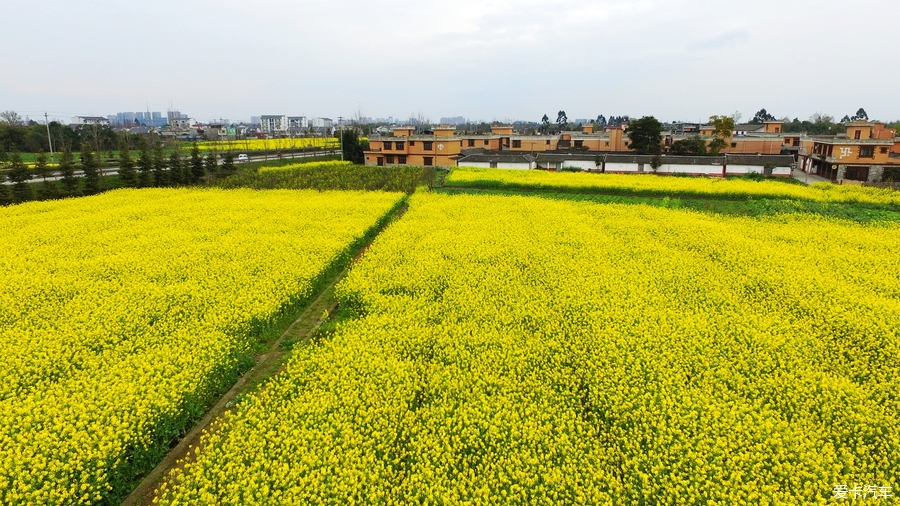 > 油菜花海重慶路