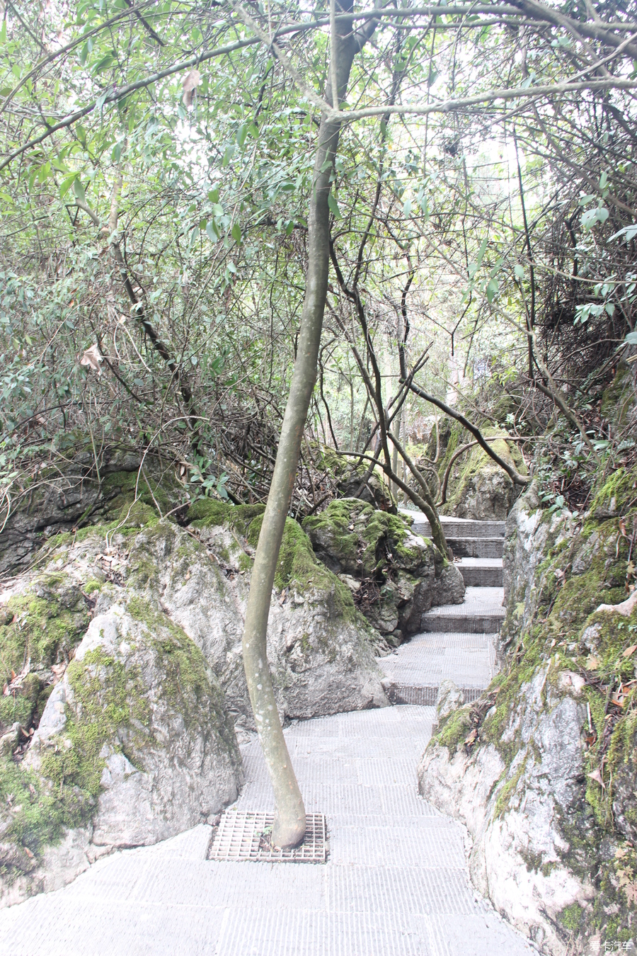 鹤峰八峰森林公园图片