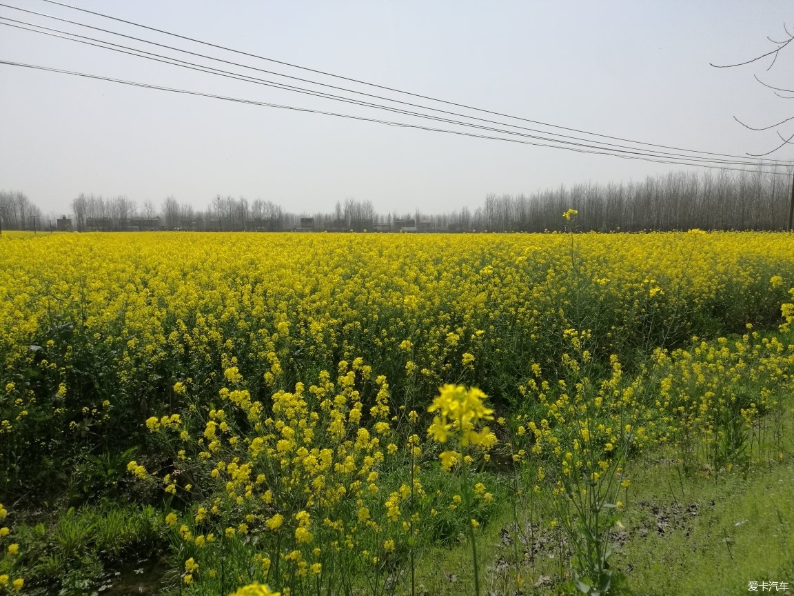 蔡甸消泗萬畝油菜花武漢人爆滿.