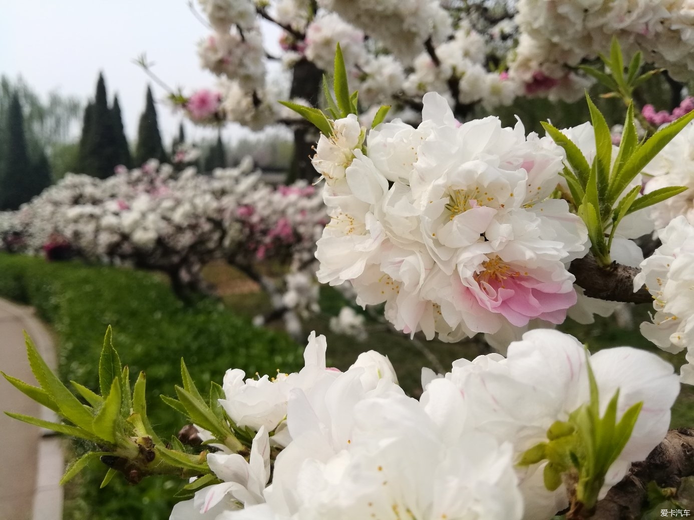 桃花正盛 爱卡汽车网论坛