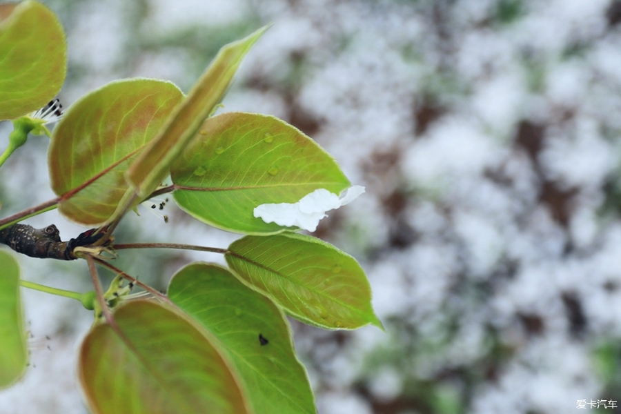 梨花的根茎叶图片