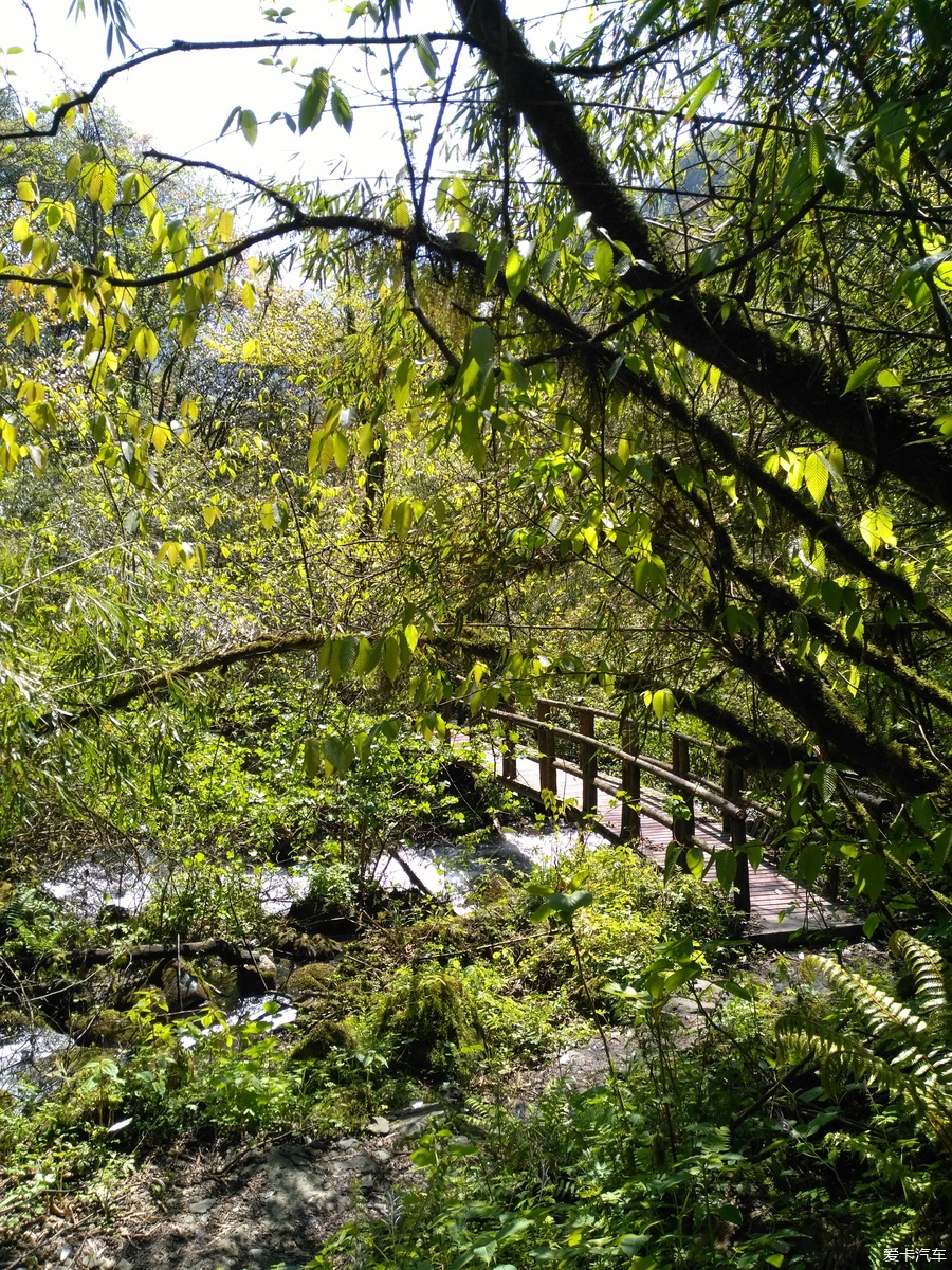 走近成都崇州雞冠山原始森林1