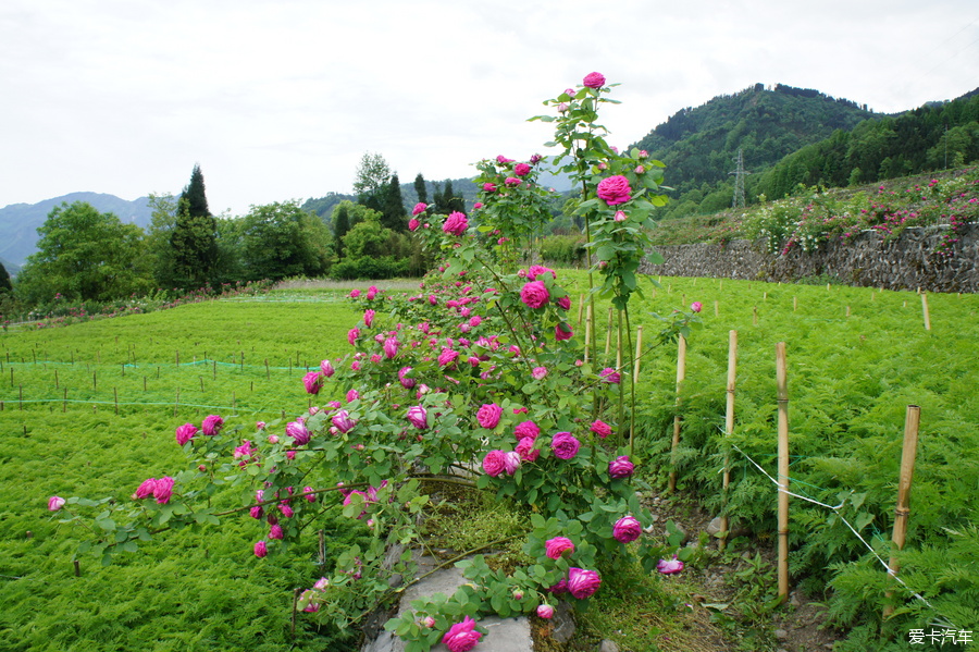 蔷薇村GDP