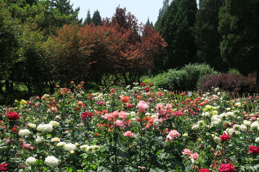 > 北京景山公園月季花展隨拍