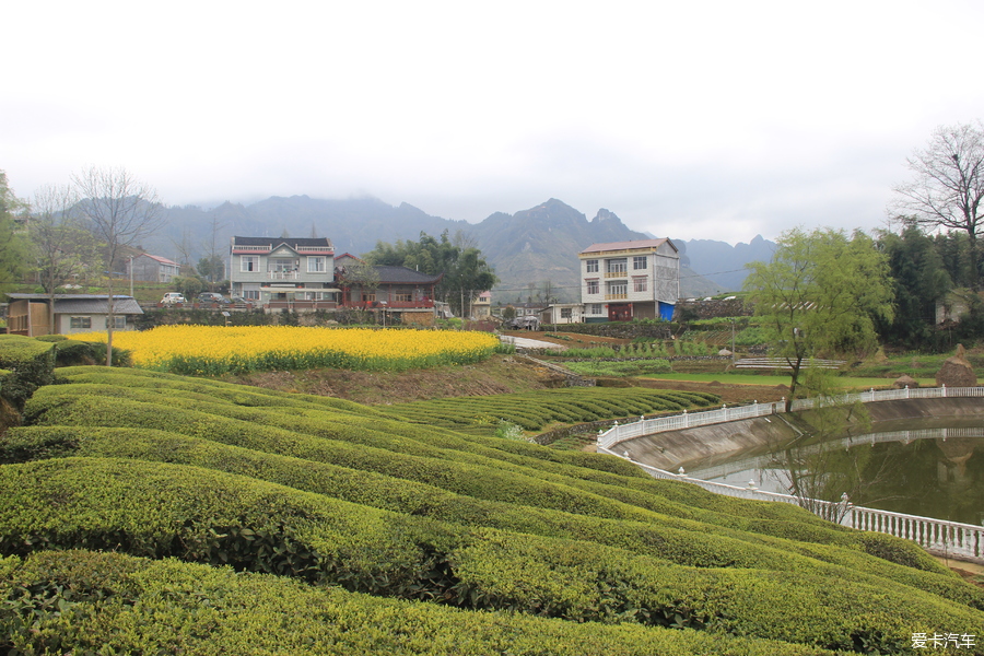 礼遇超级卡友~~~湖北省恩施州鹤峰县走马镇《木耳山茶场》随拍