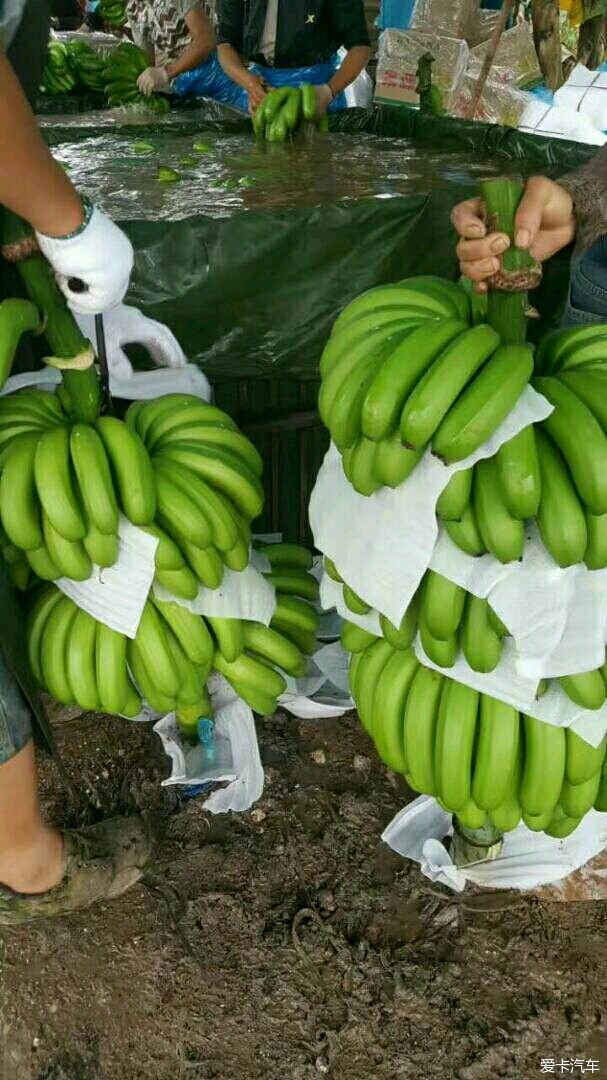 柬埔寨进口香蕉图片图片
