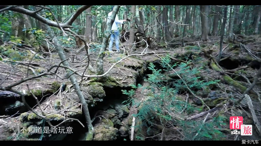 情旅开车去日本自杀圣地青木原树海多图视频