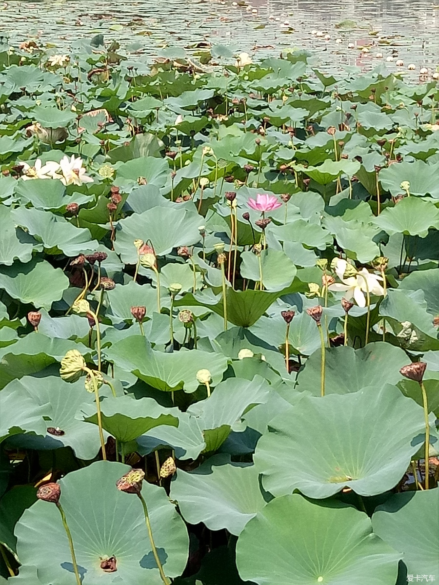 【旅行玩家】美丽季节,共赏南池荷净荷花美