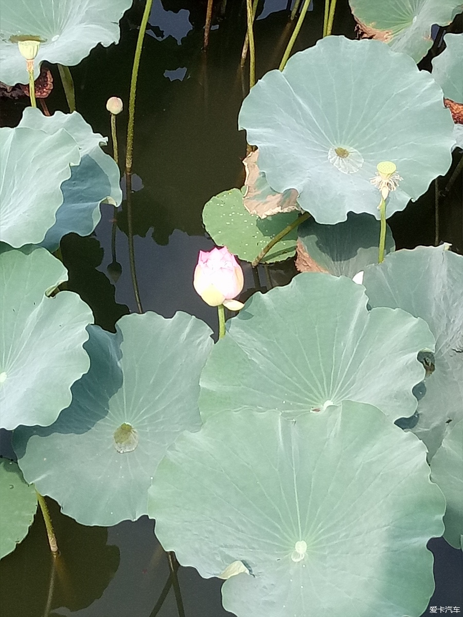 【旅行玩家】美丽季节,共赏南池荷净荷花美