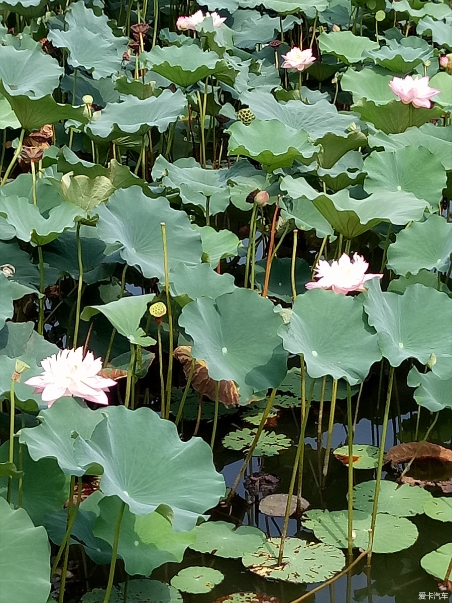 【旅行玩家】美丽季节,共赏南池荷净荷花美