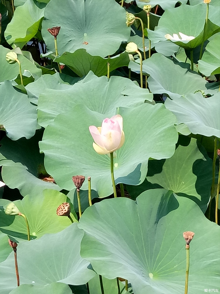 【旅行玩家】美丽季节,共赏南池荷净荷花美