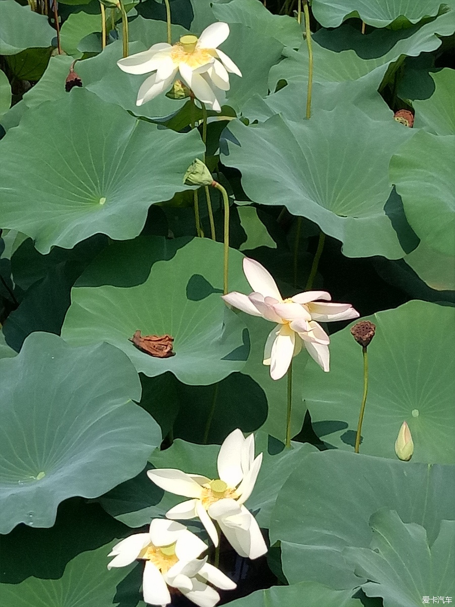 【旅行玩家】美丽季节,共赏南池荷净荷花美