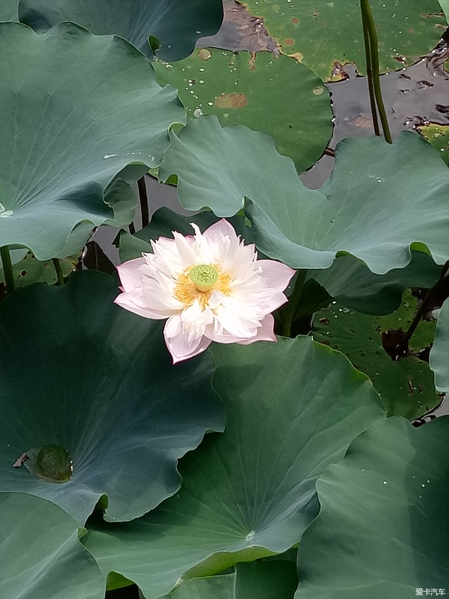 【旅行玩家】美丽季节,共赏南池荷净荷花美