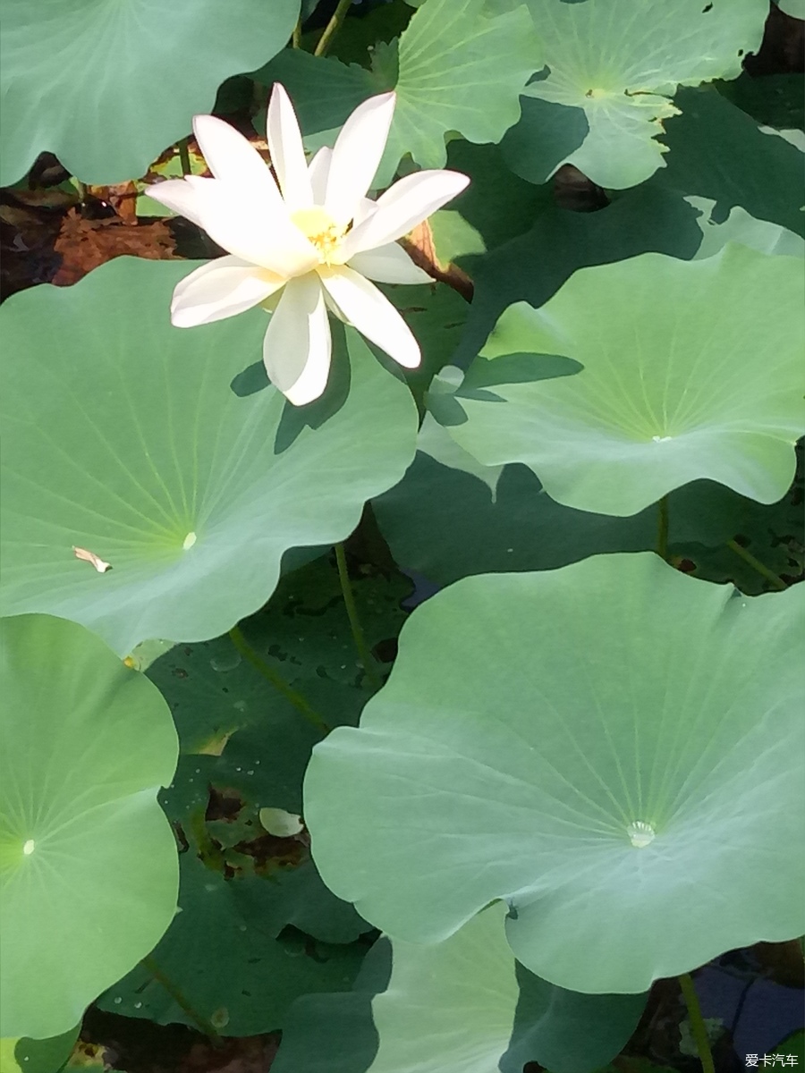 【旅行玩家】美丽季节,共赏南池荷净荷花美