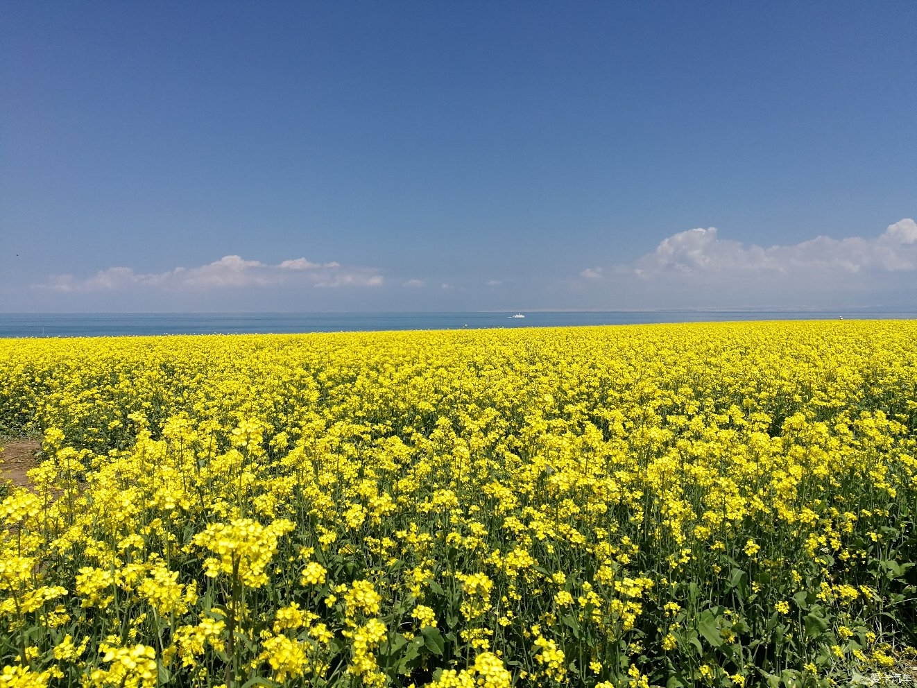 青海湖油菜花