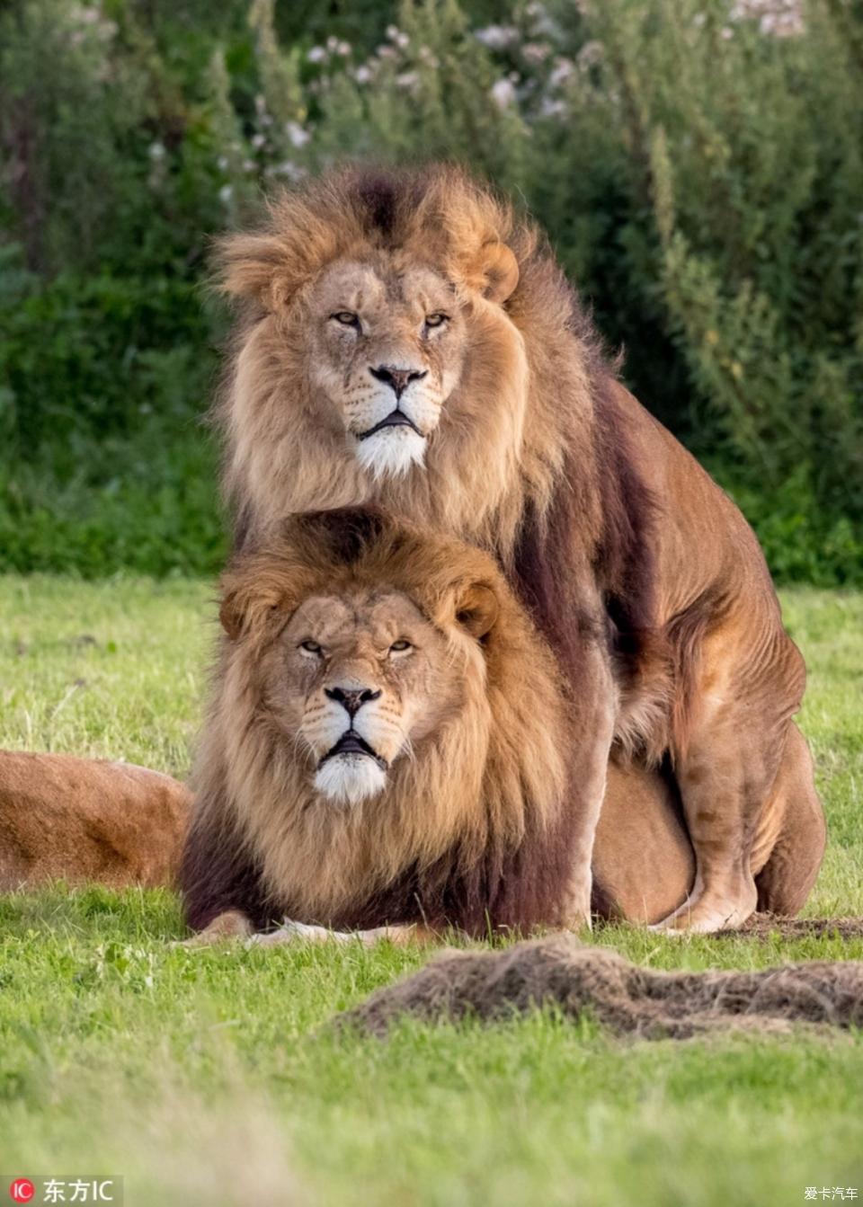 英国两头雄狮同性交配母狮一旁看热闹