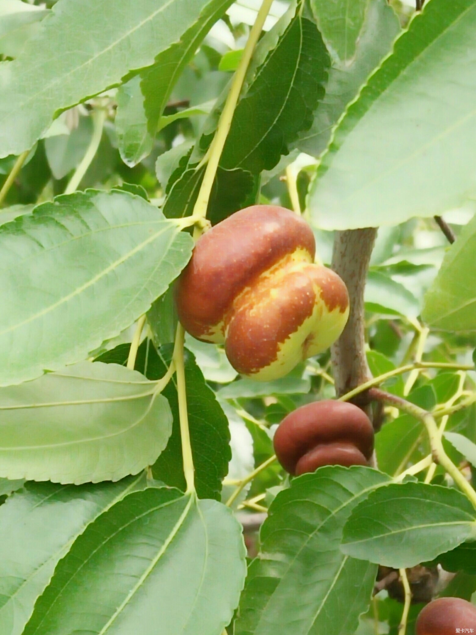 葫芦枣 河南图片