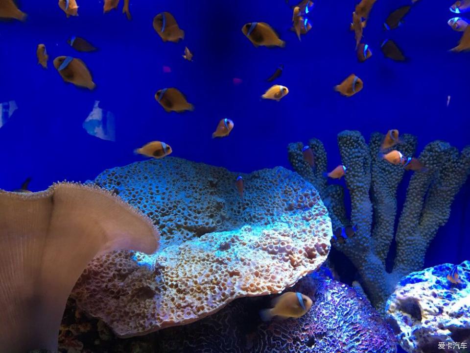 【圖】上海野生動物園海洋水族館兩日遊_1_yaris l致享論壇_愛卡汽車