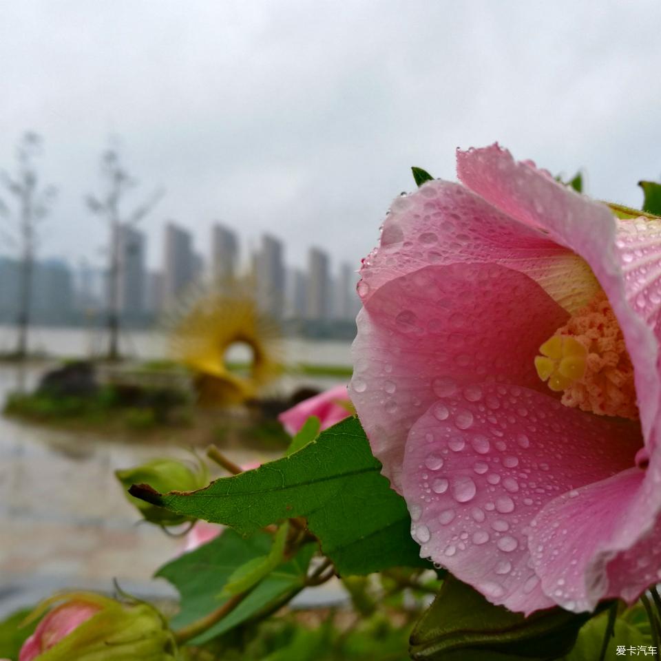 雨天欣賞美景醉人的秋雨唯美的三兒