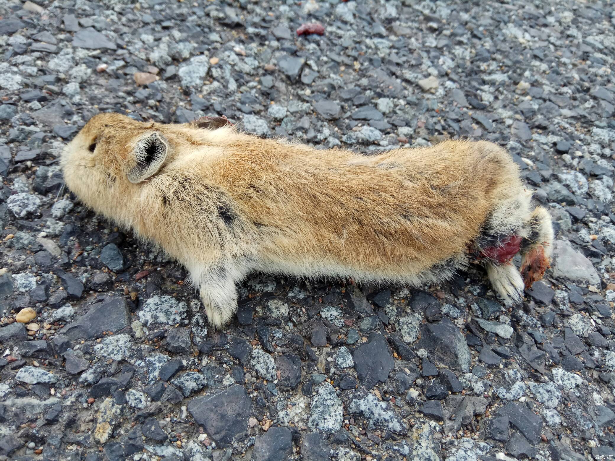 老鼠被车压死的照片图片