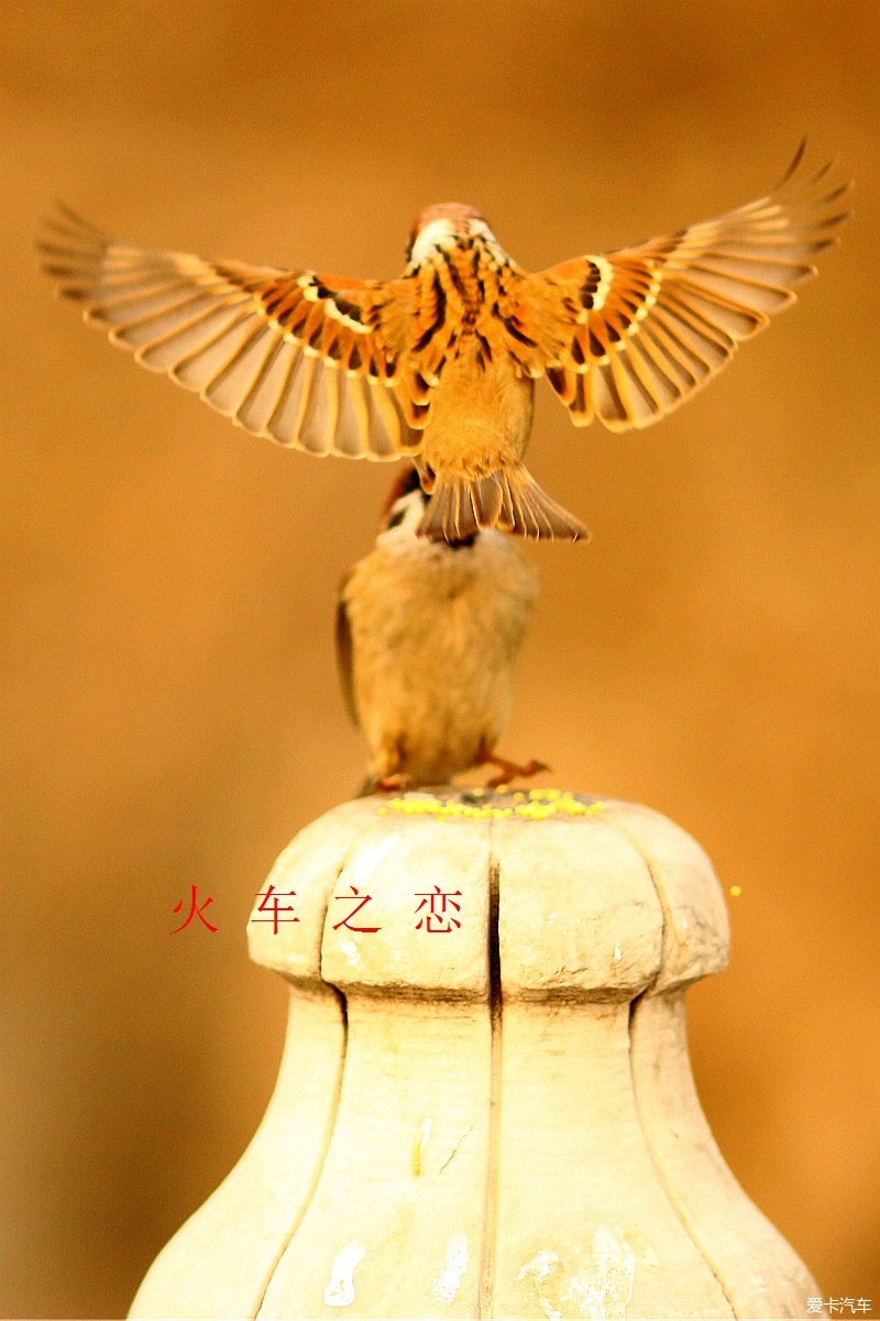 小麻雀的芳华