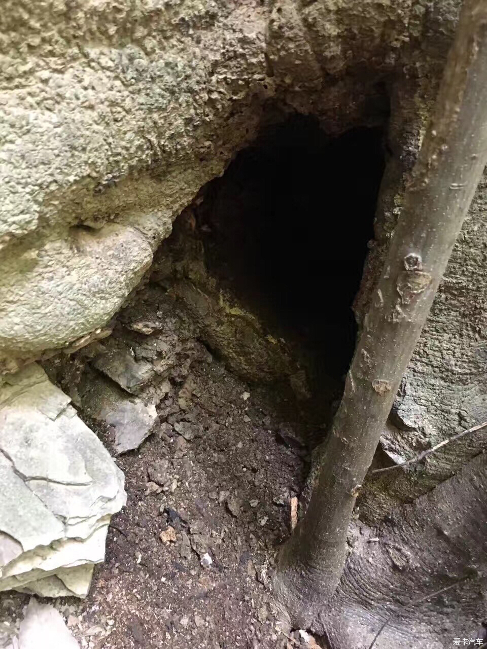 最简单找山蜜蜂方法 在山上找野蜜蜂窝最快方法