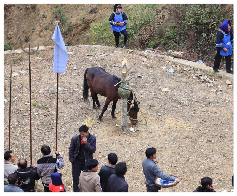 苗族祭祀砍马