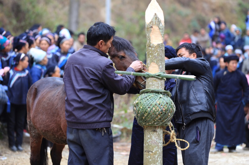 苗族祭祀砍马