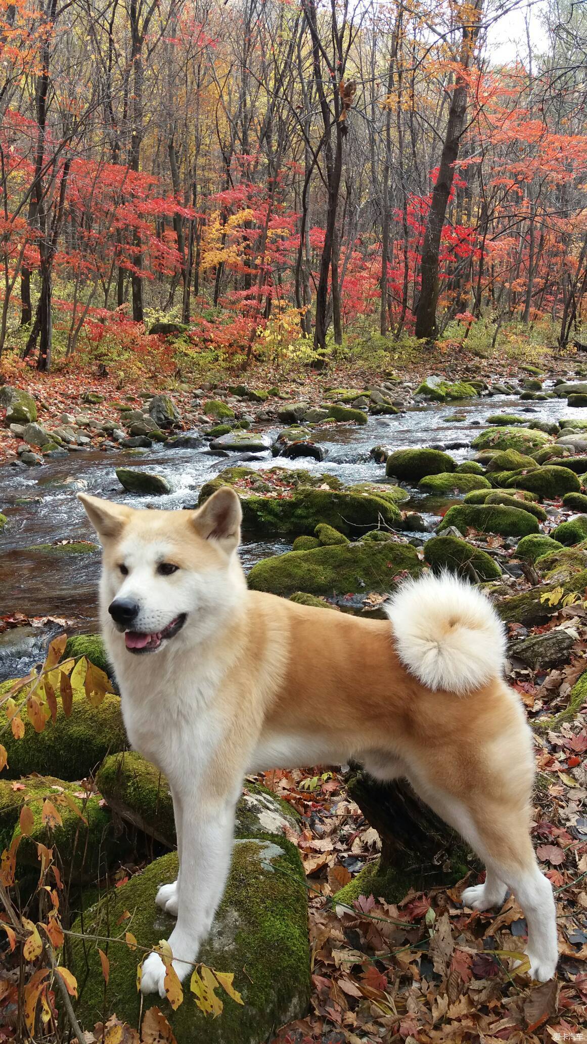 一个月大的柴犬是这样哦