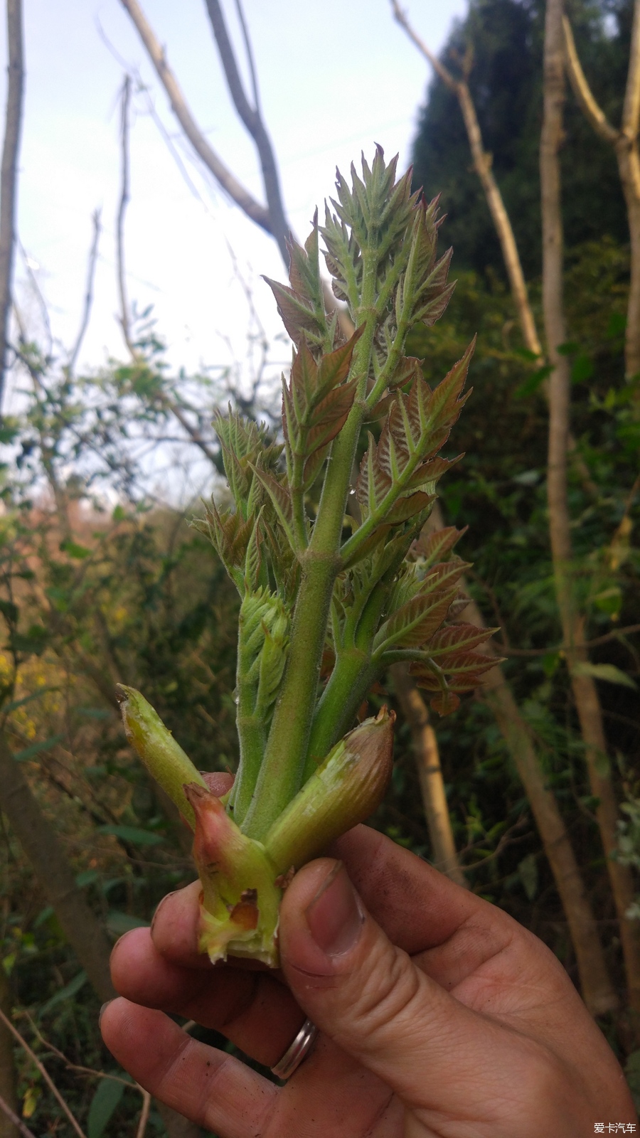 【旅游达人专享】好吃难摘的一道菜:刺笼包!