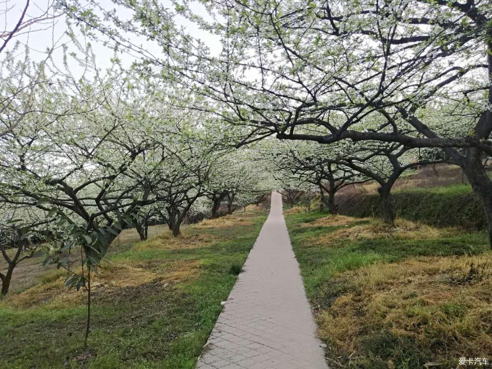 【圖】李花怒放一樹白--大邑霧中山大坪村觀花記_1_四川論壇_愛卡汽車