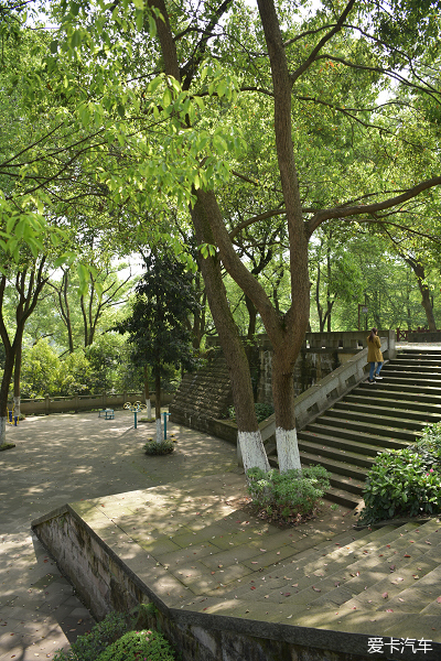 瀘州忠山公園遊踏青樟樹嫩綠