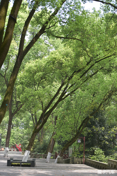 瀘州忠山公園遊踏青樟樹嫩綠