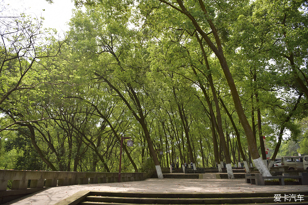 > 瀘州忠山公園遊,踏青樟樹嫩綠.