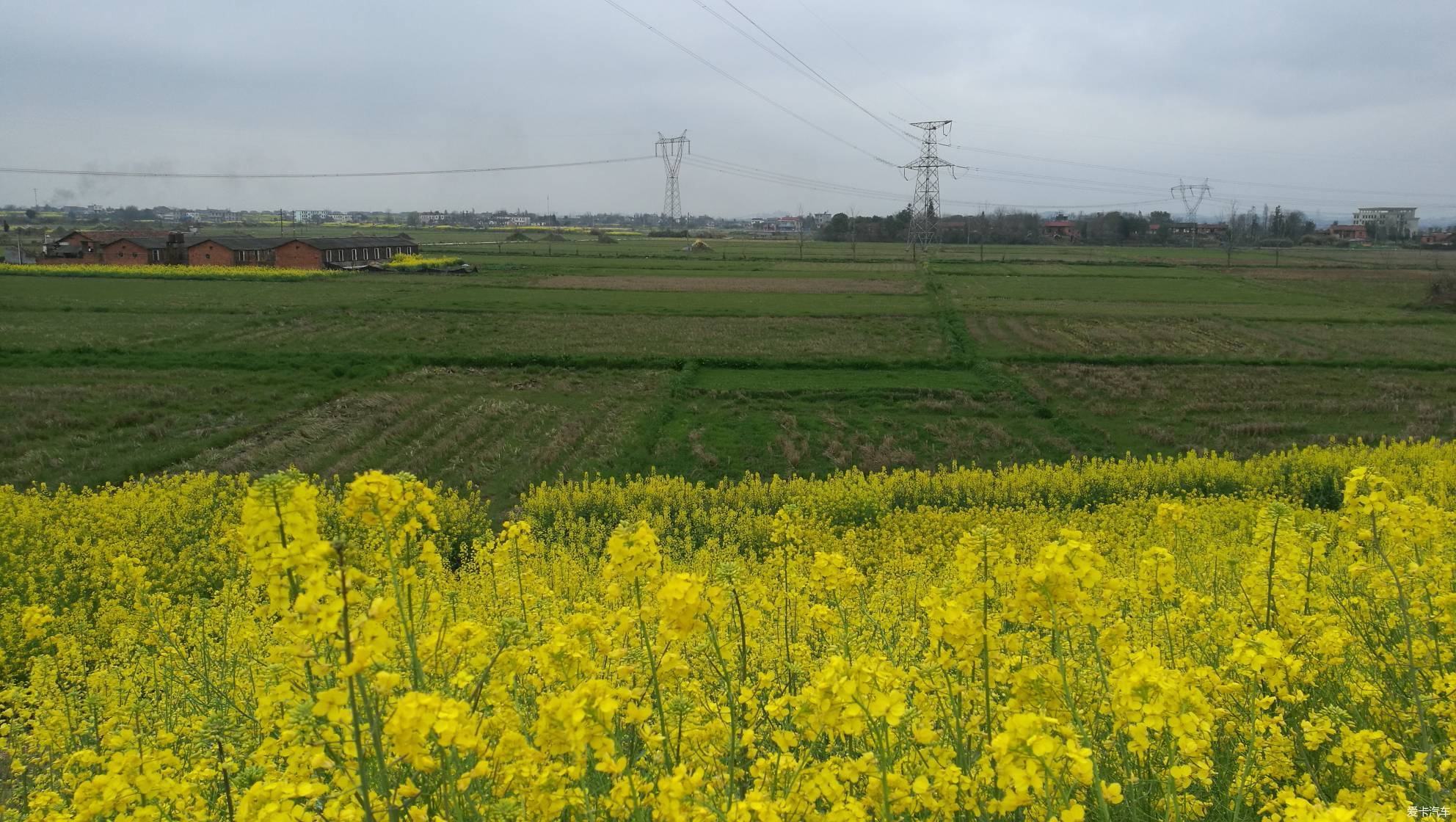 初春的田野,生機盎然