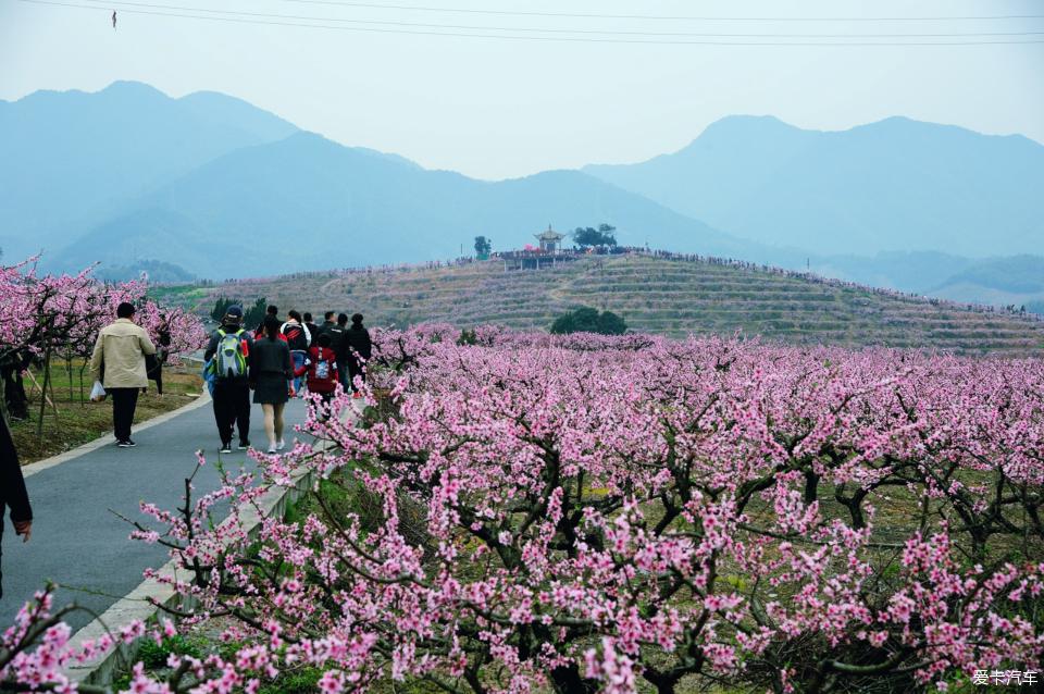 奉化萧王庙十里桃花