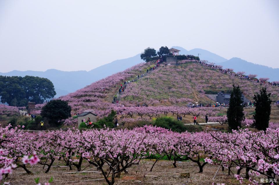 奉化蕭王廟十里桃花