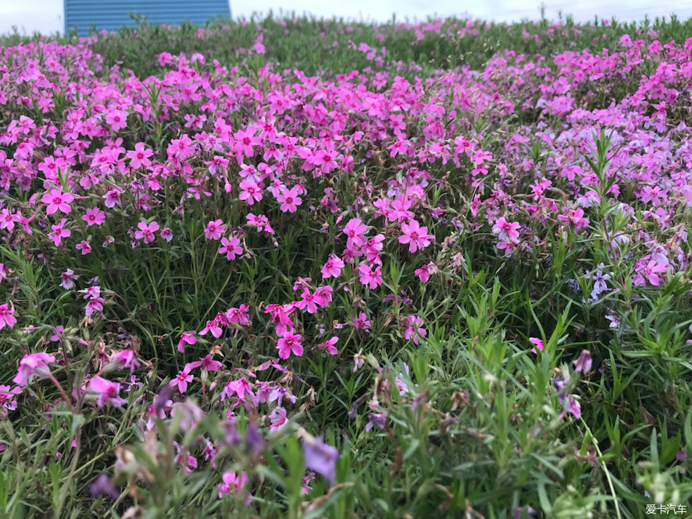 > 【途觀大隊】週末親子游什邡芝櫻花