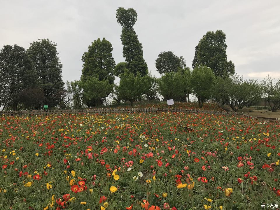 【四川長安家族】週末近郊遊花海