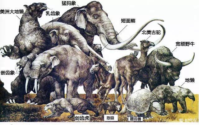 埃迪卡拉动物群图谱图片