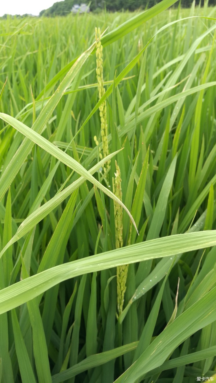 水稻开始抽穗